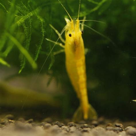 Krewetka Neocaridina Yellow Neon Żółte z Pasem aquanimal pl