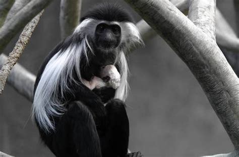 Angolan colobus monkey baby -- Chicago Tribune