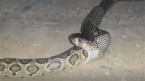 Massive Cobra Snake Swallows An Entire Python Whole YouTube