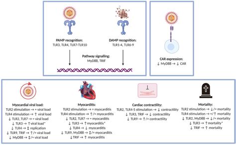 Proposed Roles Of Individual Toll Like Receptors In Viral Myocarditis