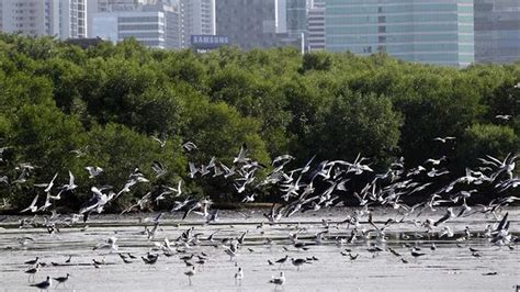 Panamá se sumará a la celebración del Día Mundial de las Aves Migratorias