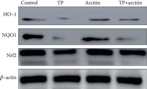 Effects Of TP And Arctiin On Nrf2 Pathway In The Livers After The