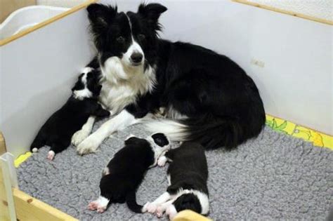 Crazyborder Teddy Babe