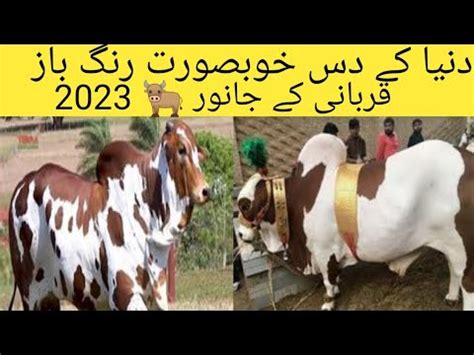 Duniya Ke Khubsurat L Rangbaaz Qurbani Ke Janwar L Colitani