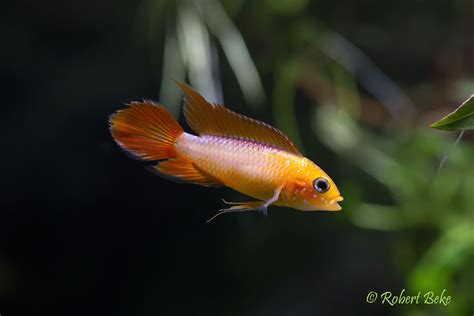 Apistogramma agassizii - Gold Fire Red | Akvaristika i teraristika