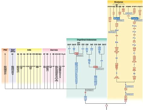 Haplogroup M (mtDNA) - Wikipedia