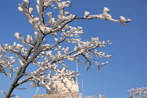 Free Images Tree Branch Blossom Snow Winter Wood Flower Frost