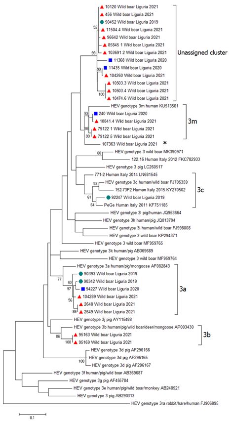 Phylogeny Inferred By Maximum Likelihood Ml Analysis Obtained By An