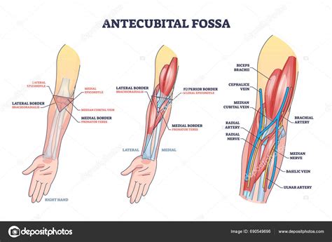 Antecubital Fossa Anatomy Human Hand Structure Outline Diagram Labeled ...