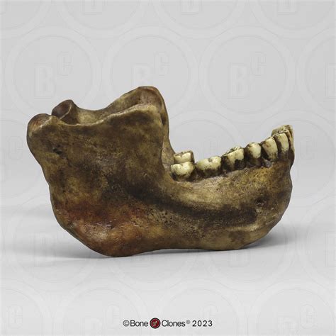 Homo heidelbergensis Mandible Mauer 1 - Bone Clones - Osteological Reproductions