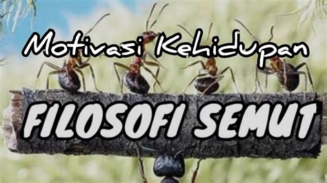 Filosofi Semut Motivasi Kehidupan Belajar Dari Seekor Semut Youtube