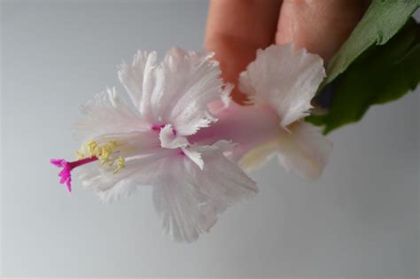 Schlumbergera Hybrid Aspen Epiphytic Cacti