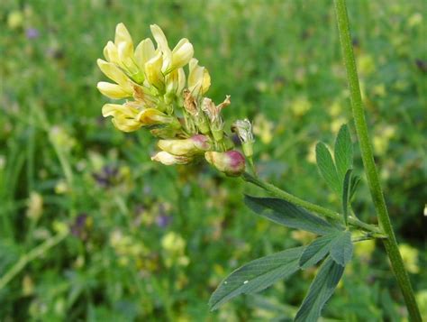 Medicago Pflanzengallen Dr Hans Buhr