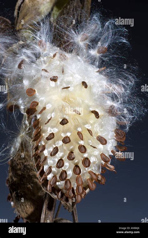 Bursting Milkweed Seed Pod Airborne Seed Dispersal Stock Photo Alamy