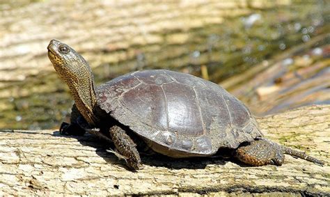 Western Pond Turtle Facts and Pictures | Reptile Fact