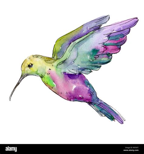 Purple Hummingbird Drawing