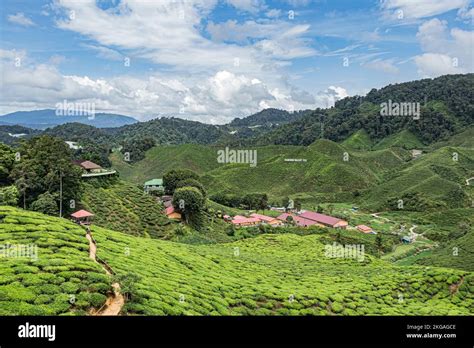 The View Of Tea Plantation On Hill Slope At Bharat Tea Plantation In