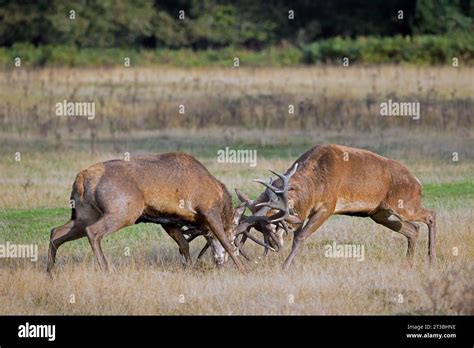 Two Rutting Red Deer Cervus Elaphus Stags Fighting By Locking Antlers