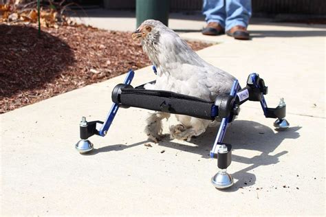 Disabled Chicken Learning To Walk With Custom Wheelchair