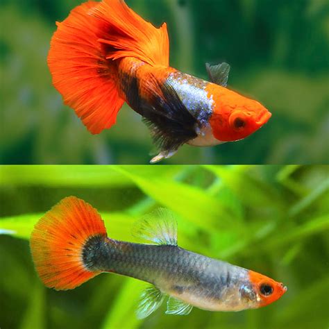 LIVE FISH Guppies Tuxedo Koi Dumbo Guppy 3cm PAIR Aquarium Central