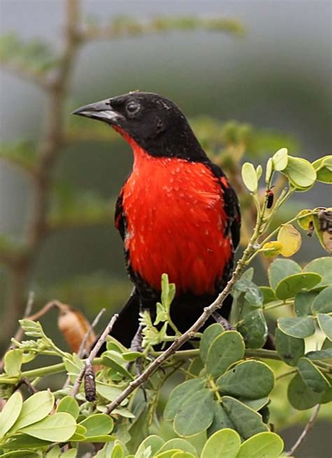 Red Breasted Blackbird A Colorful And Exotic Bird