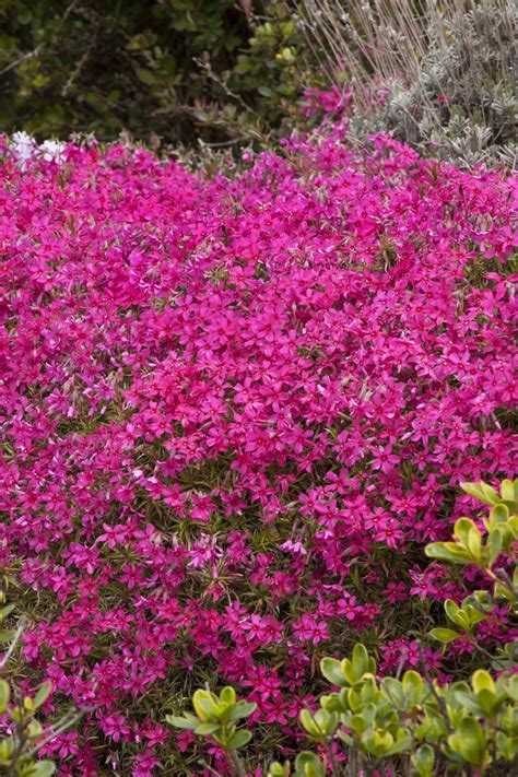 Red Wings Creeping Phlox Phlox Subulata Red Wings Monrovia Plant