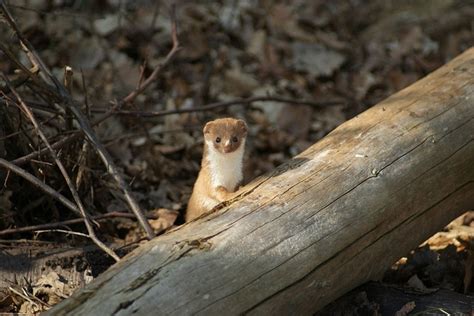 Weasel Words You Should Always Watch Out For