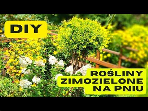 DIY ROŚLINY zimozielone na pniu JAK WYPROWADZIĆ ROŚLINY NA PNIU