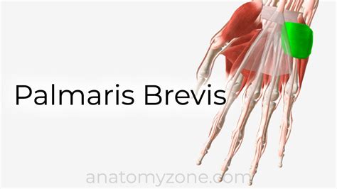 Palmaris Brevis Origin Insertion Action 3d Model Anatomyzone