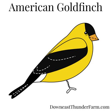 650 American Goldfinch Photos And Premium High Res Pictures Clip Art