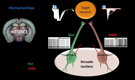 Mtorc Inhibition By Rapa Activates Pomc Gaba Neurons And Inhibits