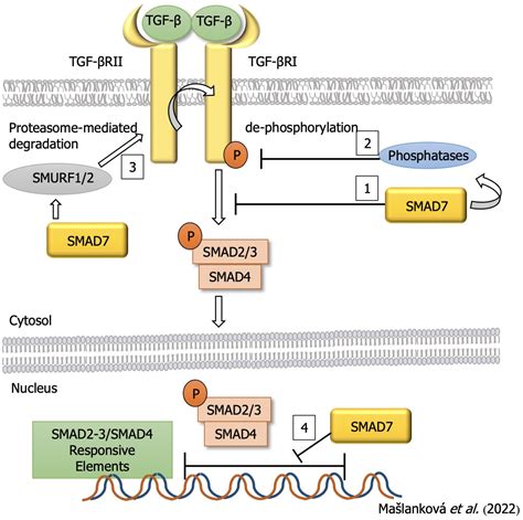 Regulation of transforming growth factor β signaling as a therapeutic