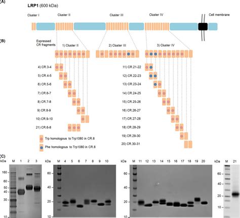 Characterization Of Interaction Between Blood Coagulation Factor Viii