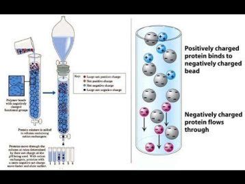 Ion Exchange Chromatography Principle Procedure Applications