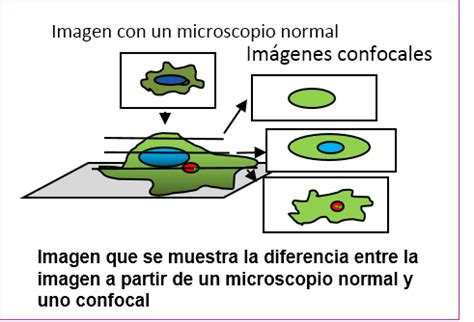 Microscopía confocal | British Society for Immunology