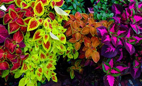 Sun Loving Coleus Adams Fairacre Farms