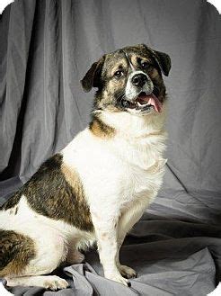 Tulsa, OK - Akita/Boxer Mix. Meet Mugsly a Dog for Adoption.