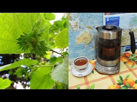 Ореховый чай из листьев 🌿 лещины. Варикоз, тромбофлебит и аденома. Nut ...