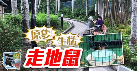 探射燈：多區公園爆鼠患 部門各自為政｜即時新聞｜港澳｜oncc東網