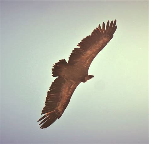 Vautour Fauve Dans Les Alpes Ambiance Mad Max Juste Pour Flickr