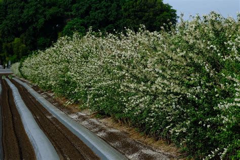 卯の花の匂う垣根 季節の花だより