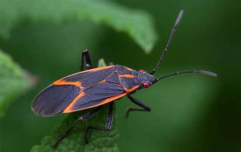 A Guide To Box Elder Bugs In Ny And Ct Parkway Pest Services