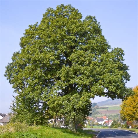 Wintereik Limburgs Landschap