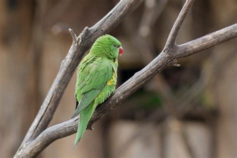 The Scaly Breasted Lorikeet Trichoglossus Chlorolepidotus Flickr