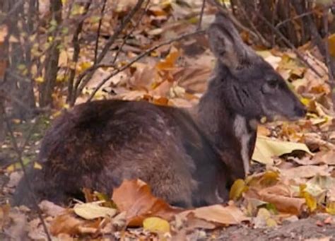 The Siberian Musk Deer Also Known As The Vampire Deer