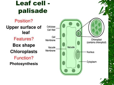 PPT - Basic Plant Structure PowerPoint Presentation, free download - ID ...