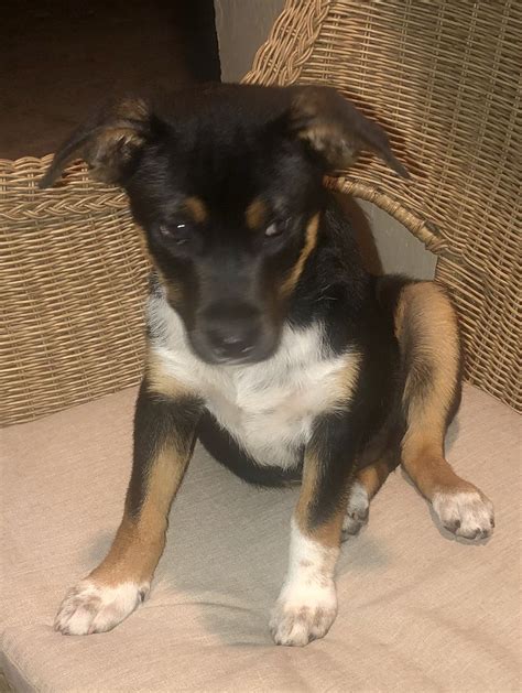 Dog for Adoption - Puppy Adorable Boy, a Terrier in Kendale Lakes, FL ...