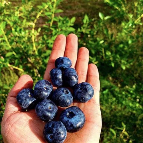 Las casi 20 variedades de arándanos que cultivamos