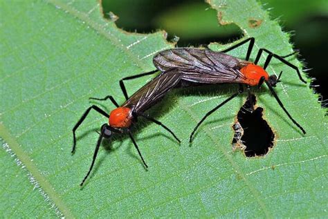 Lovebugs Take Over Home In Rockport In The Middle Of Their Mating Period San Antonio Express News