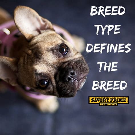 Breed Type Defines the Breed - Savory Prime Pet Treats